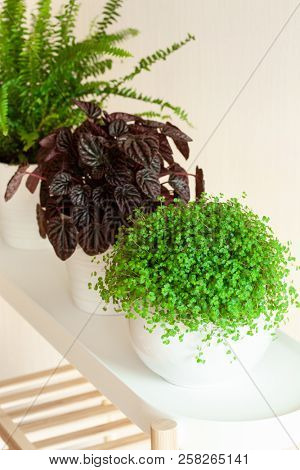 houseplants Nephrolepis, peperomia caperata, Soleirolia soleirolii in white flowerpots