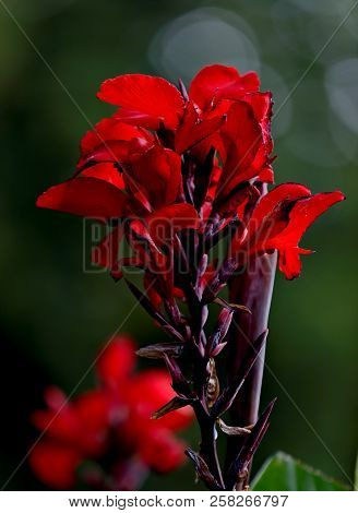 Beautiful Canna Plant Blooming With Bright Red Flowers