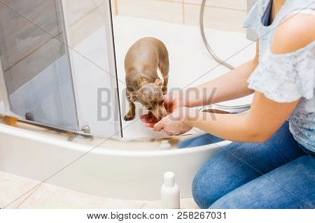 Woman Taking Care Of Her Little Dog. Female Washing, Cleaning Pinscher Ratter Prazsky Krysarik Under