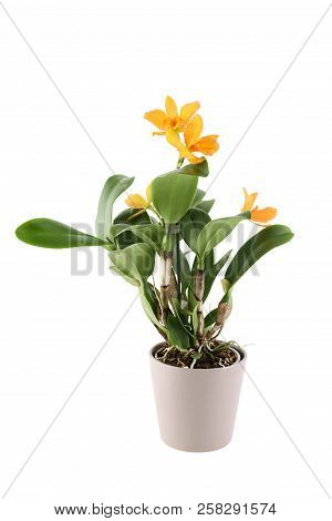 Homemade Pot Plant - Cattleya With Yellow Flowers. Isolated