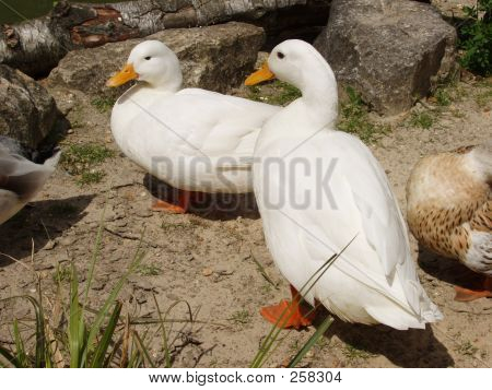 Duck