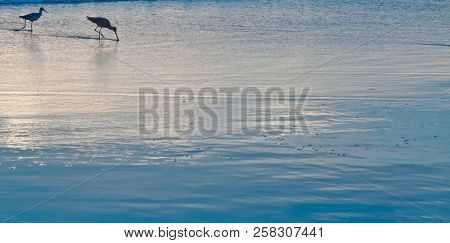 Two Godwit Birds In The Surf At Sunset On A Beach In Southern California, Usa With The Sky Reflectin