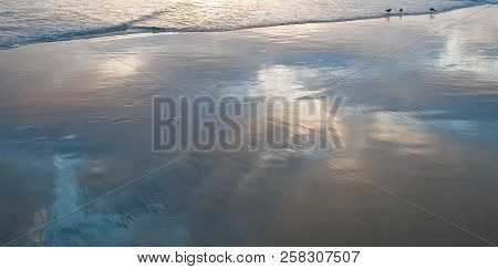 Three Godwit Birds In The Surf At Sunset On A Beach In Southern California, Usa With The Sky Reflect
