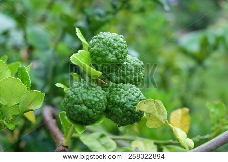 Kaffir Lime Of Citrus Hystrix Dc, Thailand