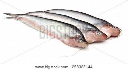Fresh Water Pabda Fish Of Southeast Asia