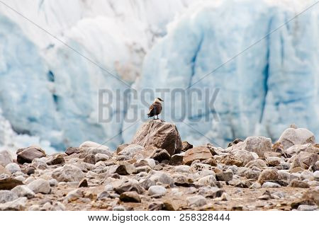 Arctic Skua - Svalbard Islands - Norway