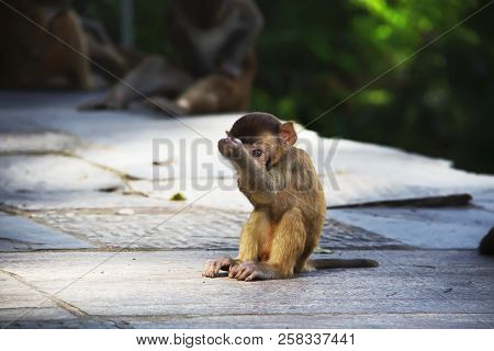 Baby Monkey At Monkey Temple. Swayambhunath, Kathmandu, Nepal