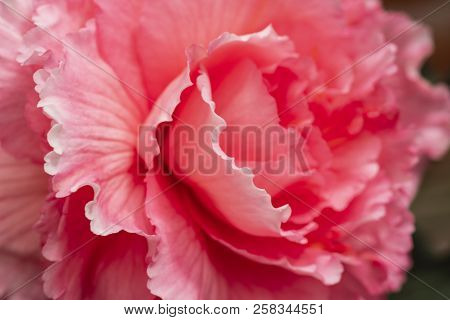 Bright Red ,pinc Flowers Of Begonia Close-up.