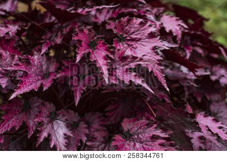 The Flower Of Begonia, The Purple Leaves Of Begonia, The Sharp Leaf.