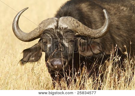 Masai Mara Cape Buffalo