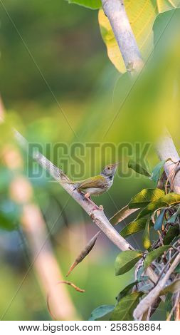 Bird (common Tailorbird) Brightly Coloured Bird, With Bright Green Upperparts And Creamy Underparts 
