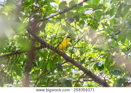 Bird (black-naped Oriole) In A Nature Wild