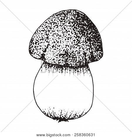 Mushroom Sketch Isolated On White Background. Porcini Hand Drawn Vector For Your Menu Design.