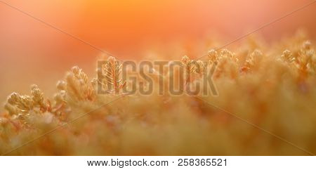 Close-up Of Moss Sunlight Sunset. Concept Arctic Plants, Food For Deer.