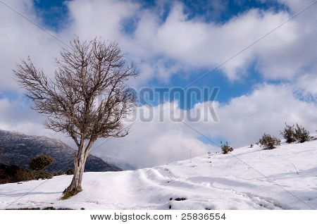 วิญญาณของต้นไม้ (แนวนอน)