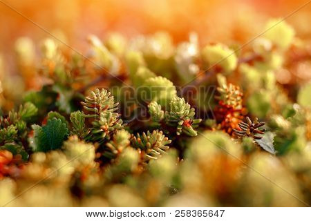 Close-up Of Moss Sunlight Sunset. Concept Arctic Plants, Food For Deer.