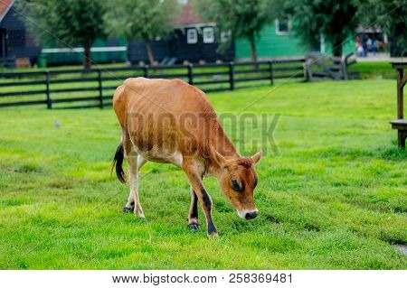 Cow On Green Meadow Of Old Dutch Farm. Holand, Netherlands
