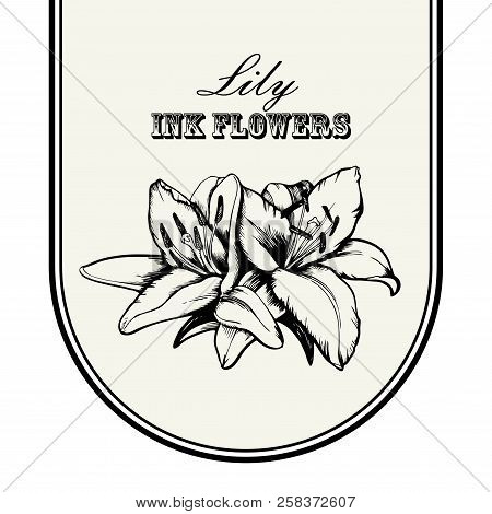 Black Ink Line Style Sketch Flower. Hand Painted Lilly Flower.