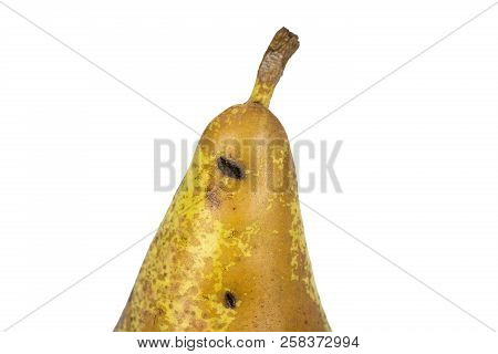 Boring Trace Of A Codling Moth Cydia Pomonella, In A Wormy Pear. Scab, Oidium, Monilia Fructigena. O
