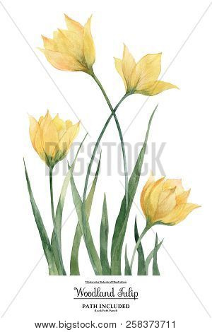 Watercolor Illustration Yellow Woodland Tulip Flowers And Leaves. Isolated, Path Included
