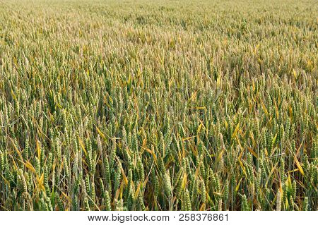 Barley Field On A Summer Time , Ireland