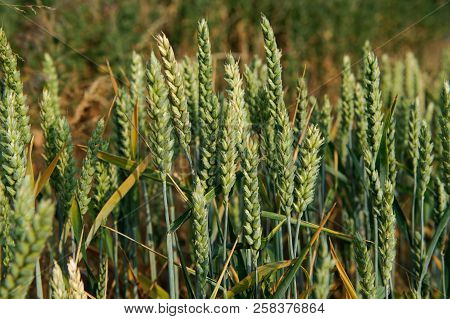 Barley Close Up On A Summer Time , Ireland