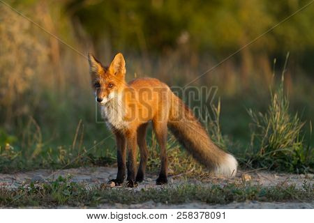 A Cute, Young, Fiery, Red Fox Cub Is Lit By The Evening Sun, Against The Background Of Grass. He Loo