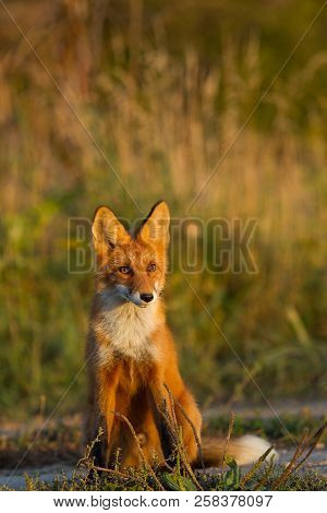 A Cute, Young, Fiery, Red Fox Cub Sits, Lit By The Evening Sun, Against The Background Of Grass. He 