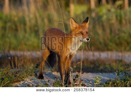 A Cute, Young, Fiery, Red Fox Cub Stands, Lit By The Evening Sun, Against The Background Of Grass. L
