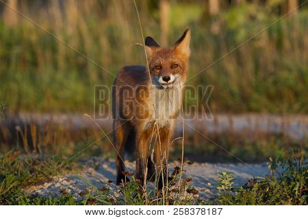 A Cute, Young, Fiery, Red Fox Cub Is Lit By The Evening Sun, Against The Background Of Grass. He Loo