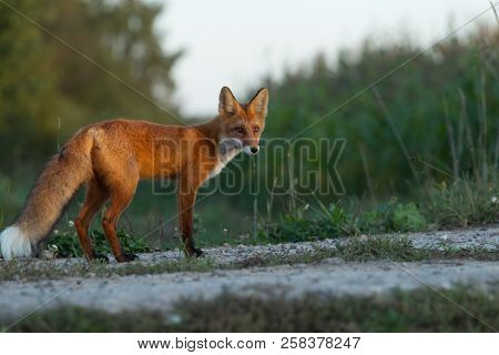 A Cute, Young, Fiery, Red Fox Cub Is Lit By The Evening Sun, Against The Background Of Grass. He Loo