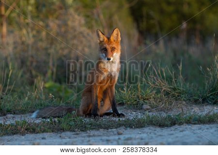 A Cute, Young, Fiery, Red Fox Cub Sits, Lit By The Evening Sun, Against The Background Of Grass. He 