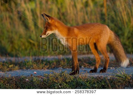 A Cute, Young, Fiery, Red Fox Cub Stands, Lit By The Evening Sun, Against The Background Of Grass. L