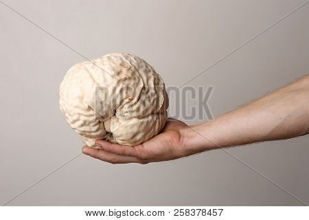 Mushroom Giant Puffball As Brain On Man Hand. Big Edible Mushroom Calvatia Gigantea. Concept Brain.