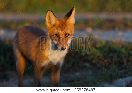 A Cute, Young, Fiery, Red Fox Cub Is Lit By The Evening Sun, Against The Background Of Grass. He Loo