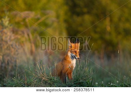 A Cute, Young, Fiery, Red Fox Cub Sits, Lit By The Evening Sun, Against The Background Of Grass. Loo