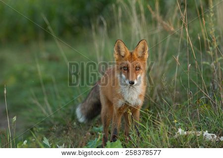 A Cute, Young, Fiery, Red Fox Cub Is Lit By The Evening Sun, Against The Background Of Grass. He Loo