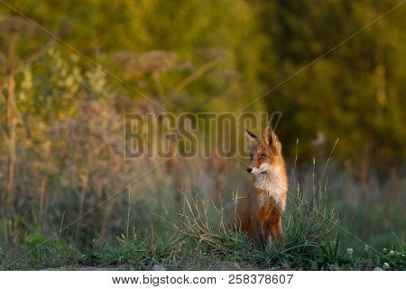 A Cute, Young, Fiery, Red Fox Cub Sits, Lit By The Evening Sun, Against The Background Of Grass. Loo