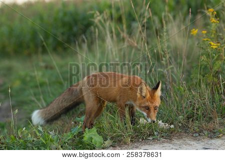 A Cute, Young, Fiery, Red Fox Cub Stands, Lit By The Evening Sun, Against The Background Of Grass. L