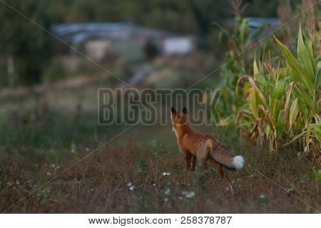 A Cute, Young, Fiery, Red Fox Cub Stands, Lit By The Evening Sun, Against The Background Of Grass. L