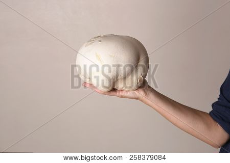 Mushroom Giant Puffball On Woman Hand. Big Edible Mushroom Calvatia Gigantea.