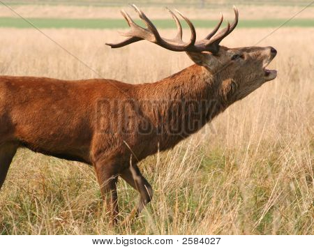 A Richmond Park baying szarvas
