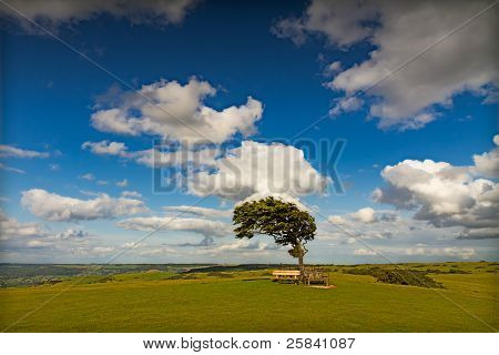 Дерево с солнцем в Клив Хилл в ветреный день, Cotswolds, Англия