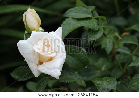 Flower Of Wflower Of White Tea Rose On Green Bushhite Rose