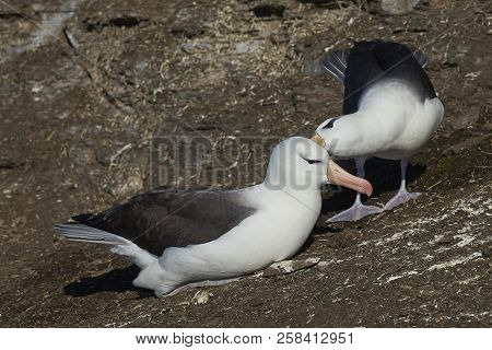 Pair of Black-browed Albatross (Thalassarche melanophrys) courting on the coast of Saunders Island i
