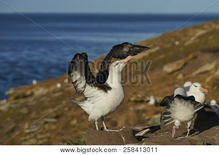 Pair Of Black-browed Albatross (thalassarche Melanophrys) Courting On The Coast Of Saunders Island I