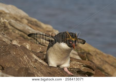 Macaroni Penguin (Eudyptes chrysolophus) on a cliff leading to the sea on Saunders Island on the Fal