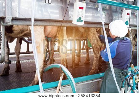 A Milkmaid Girl Connects Modern Equipment For Milking A Cow, Produces Milking Cows, The Sun, Dairyma