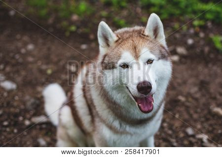 Close-up Image Of Happy Dog Breed Siberian Husky In The Forest. Portrait Of Friendly Dog Looks Like 