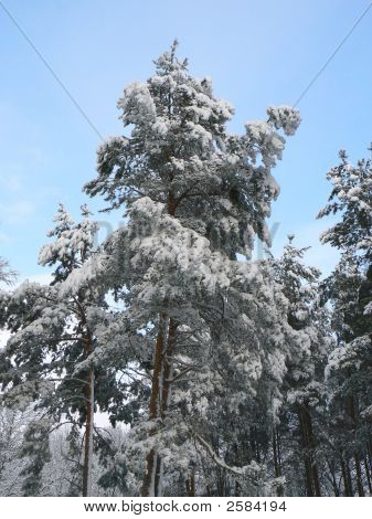 Tall och snö